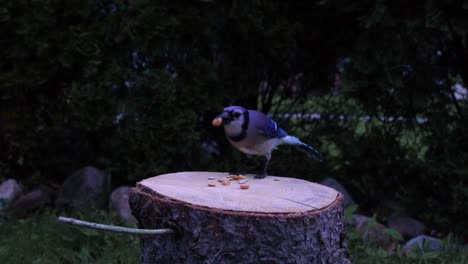 Blue-jay-bird-landing-on-a-log-and-eating-a-snack-of-a-peanut