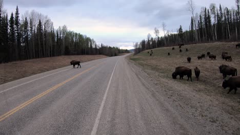 Herde-Von-Waldbisons,-Die-Entlang-Des-Alaska-Highway-Spazieren-Gehen-Und-Weiden