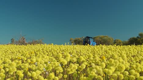 Car-leaves-Coalseam-Conservation-Park-while-yellow-Pompom-Everlasting-wildflowers-sway-in-the-foreground-Slow-Motion