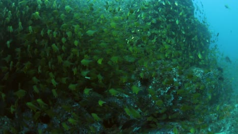 Swimming-through-a-large-school-of-yellow-fish