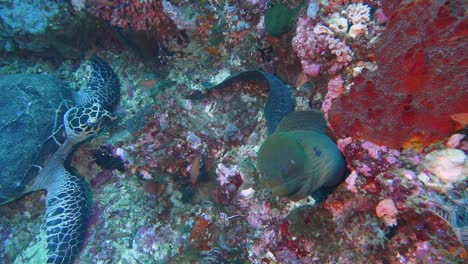 Video-Einer-Schildkröte-Und-Eines-Riesigen-Muränenaals,-Die-Gemeinsam-Im-Wasser-Eines-Korallenriffs-Herumhängen
