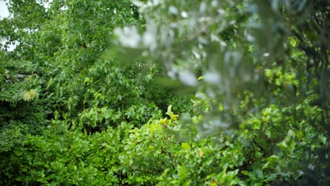 Rack-Fokusaufnahme-Durch-Baumzweige,-Während-Regen-In-Zeitlupe-Auf-Blätter-Fällt