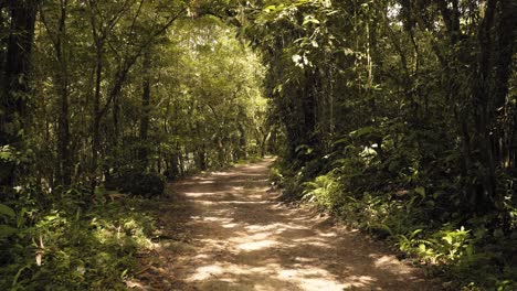 Cinematic-shot-of-a-car-path-inside-a-summer-green-amazon-tropical-forest-in-Brazil