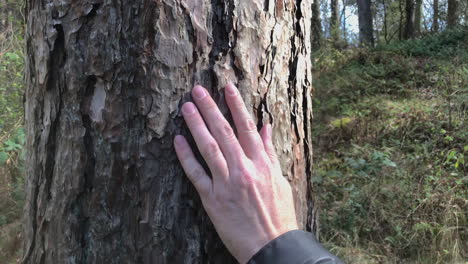 Tracking-shot-of-hand-sliding-down-tree-bark-in-forest-during-the-day