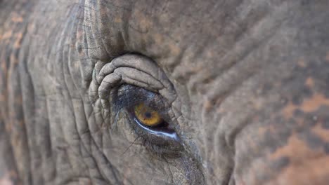 Close-up-of-a-rescued-asian-elephant's-eye-at-a-wildlife-sanctuary