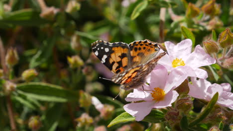 Macro-close-up-of-an-orange-painted-lady-butterfly-feeding-on-nectar-and-pollinating-pink-flowers-then-flying-away-in-slow-motion