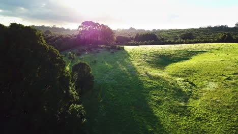 Drone-flying-over-lush-green-paddock-with-large-tree-in-middle-and-sunrise-background