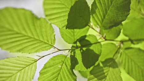 closeup-of-green-leaves-with-hard-shadows