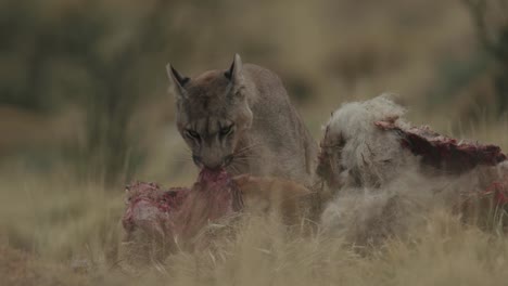 Puma-tearing-apart-kill-after-hunt