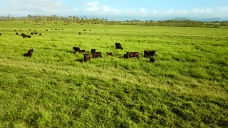 Orbiting-around-a-pasture-with-grazing-cattle