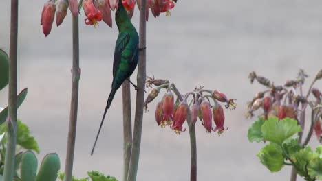 Ein-Leuchtend-Grüner-Sonnenvogel,-Der-Sich-In-Kapstadt,-Südafrika,-Von-Orangefarbenen-Blüten-Ernährt