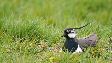 Northern-Lapwing-on-its-nest-showing-it's-impressive-crest-blown-by-the-wind