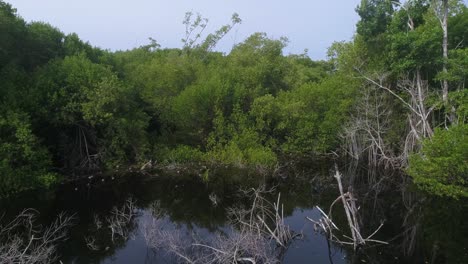 Aerial-shot-of-the-mangroves-and-revealing-the-ocean-behind-in-La-Ventanilla,-Oaxaca