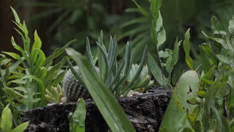 Rain-falling-on-succulent-plants-with-the-sound-of-the-rain-included