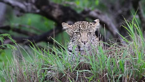 Leopard-resting-and-then-looking-at-the-camera-Sabi-Sands-Game-Reserve-in-South-Africa