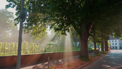 Trees-with-Light-rays-in-Freiburg-im-Breisgau-4k