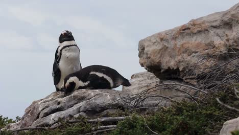 Pareja-De-Pingüinos-Acurrucándose-En-Una-Roca-En-La-Bahía-De-Betty-Sudáfrica
