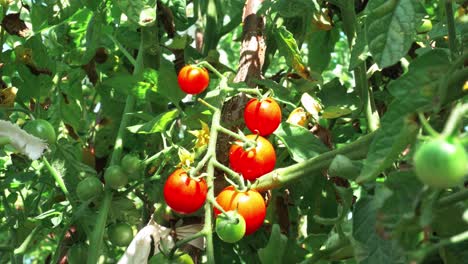 Frisch-Gewachsene-Kirschtomaten-Auf-Der-Tomatenpflanze
