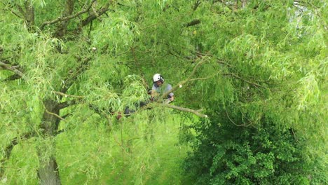 An-aerial-view-of-a-tree-surgeon-trimming-a-large-tree