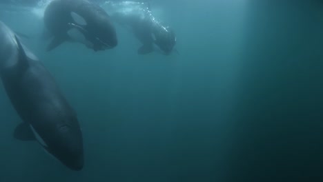 Orcas-Schwimmen-In-Der-Nähe-Der-Kamera-Mit-Dem-Rest-Eines-Seelöwen-Im-Maul-In-Zeitlupe