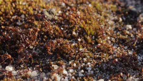 Viele-Kleine-Ameisen-Kriechen-Auf-Stein-Und-Moos,-Makro-Nahaufnahme