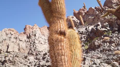 View-of-a-giant-cactus-in-a-popular-canyon-near-San-Pedro-de-Atacama-in-the-Atacama-Desert,-northern-Chile,-South-America