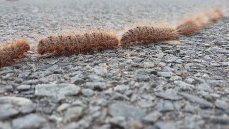 Hairy-Caterpillars-following-each-other-in-a-single-line-filmed-at-60-fps