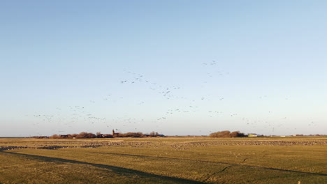 Flock-of-birds