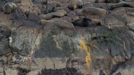 MEDIUM-SHOT-A-rocky-island-full-of-south-american-fur-seals-and-magellanic-cormorants-feces