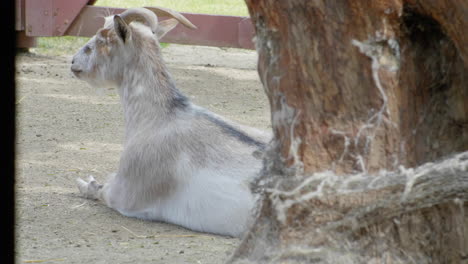 Lazy-goat-sits