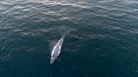 Drone-footage-of-a-blue-whale-spouting