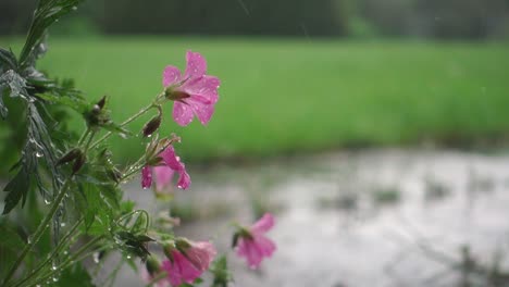 Small-pink-flowers-,-rain-falling-on-flowers-in-garden