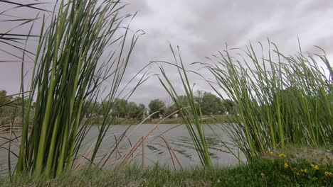Reeds-on-a-lake,-stormy-day