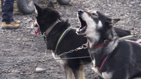 Husky-Schlittenhunde-Bellen-Aufgeregt,-Bevor-Sie-Laufen