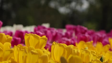 close-up-scene-shows-focused-and-unfocused-between-pink,-white-and-yellow-flowers