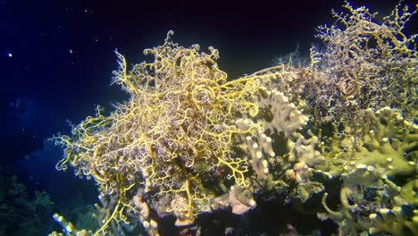 Undersea-creatures-in-the-depth-of-the-coral-reef