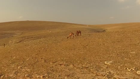 Drei-Wilde-Kamele-In-Der-Wüste