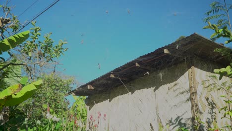 Spinnenkolonie-In-Der-Nähe-Des-Heimatgebäudes,-Viele-Zeltweberspinnen,-Schwenk-Nach-Oben