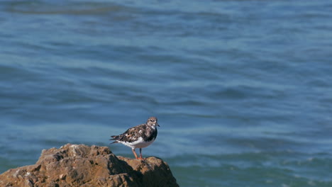 Baby-seagull-standing-on-a-rock,-a-wave-hits-the-rocks-and-spray-water-on-the-background