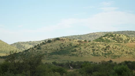 Jirafa-En-El-Parque-Nacional-Pilanesberg-En-Sudáfrica