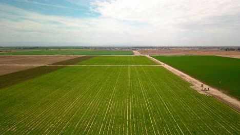 Flying-along-lines-of-green-crops-in-large-farm-field