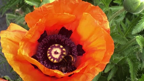 Bumblebees-collect-pollen-from-poppies-swaying-in-the-wind