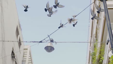 Pigeons-flying-and-relaxing-on-a-wire-in-Athens,-Greece-in-slow-motion