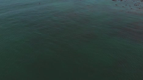 Aerial-drone-flying-over-calm-ocean-water-with-a-green-tint-and-bamboo-floating-in-sea