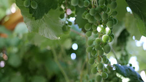 Close-up-on-a-bunch-of-grapes-on-a-vine-with-a-green-vineyard-background