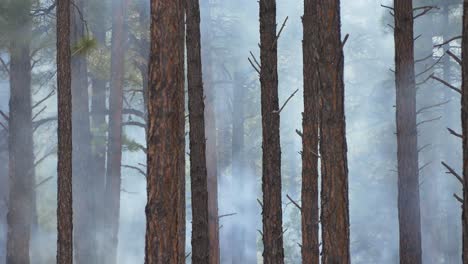 Thick-smoke-billowing-through-the-trees-in-the-forest