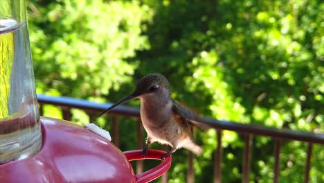 The-best-camera-shot-of-A-tiny-humming-bird-with-green-feathers-hovering-around-a-bird-feeder-in-slow-motion-while-sticking-out-its-tongue-and-landing-to-get-drinks-and-eventually-flying-away