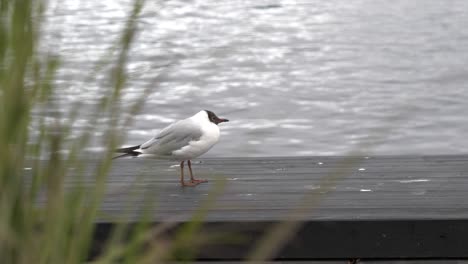 Static-close-up-shot-of-Black-headed-gull-on-dock,-slow-motion,-whip-pan-transition