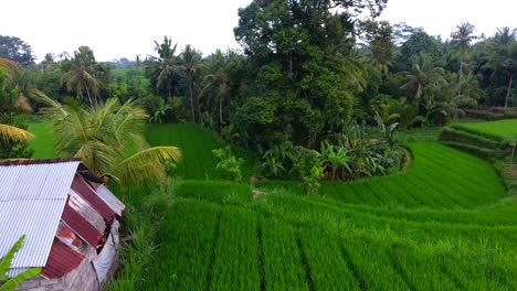 aerial-view-of-rice-terraces-and-farm-house-with-a-coconut-tree,-flying-sideways-to-the-left,-stunning-broll-of-rice-farming-in-Ubud,-Bali,-indonesia