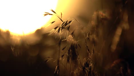 Flatternde-Pflanzen-Vor-Dem-Hintergrund-Des-Sonnenuntergangs